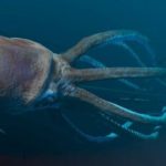 軟体動物(なんたいどうぶつ)の深海生物