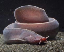 ヌタウナギの生態と特徴！ヌルヌルしたウナギ