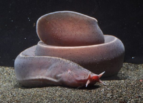 ヌタウナギの生態と特徴！ヌルヌルしたウナギ