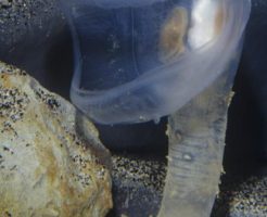 オオグチボヤの生態と特徴！深海のパックンフラワー