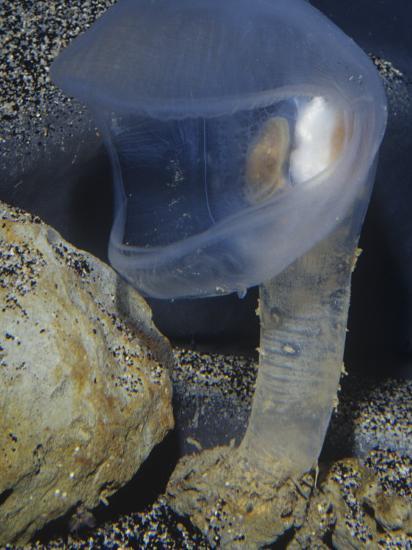 オオグチボヤの生態と特徴！深海のパックンフラワー