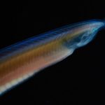 1種のみしか発見されていない深海生物
