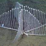 海綿動物(かいめんどうぶつ)の深海生物