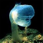 尾索動物(びさくどうぶつ)の深海生物