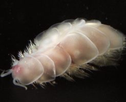 ウロコムシの生態と特徴！